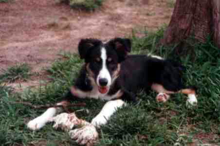 {short description of image}