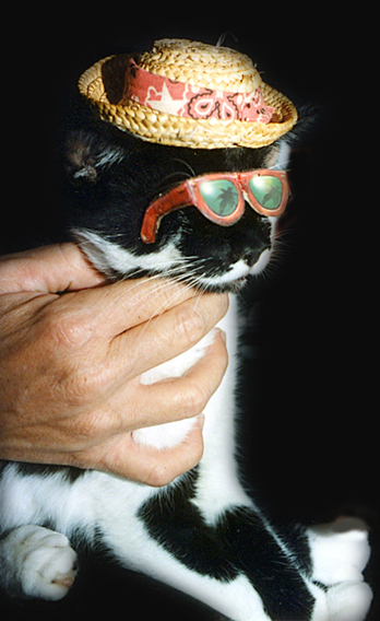 Jack, the Stevie Wonder cat!