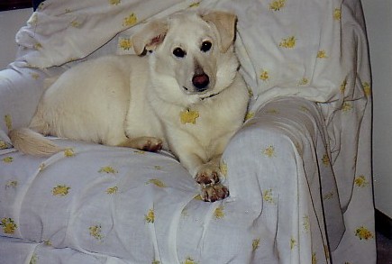 {short description of image}