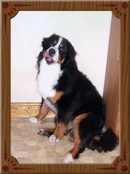 Mika, the Bernese Mountain Dog.