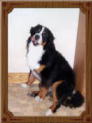 Mika, the Bernese Mountain Dog.
