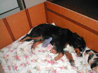 BMD has purple baby?