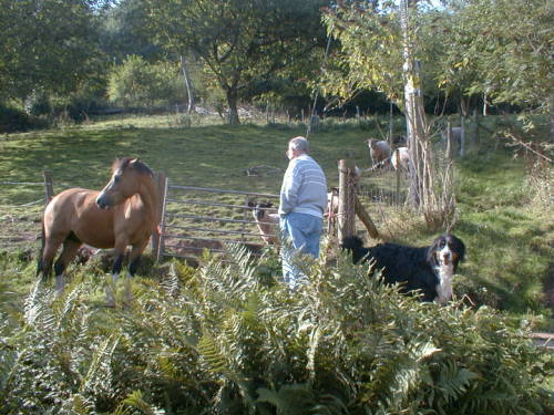 Tony with Andy, Barney and sheep.