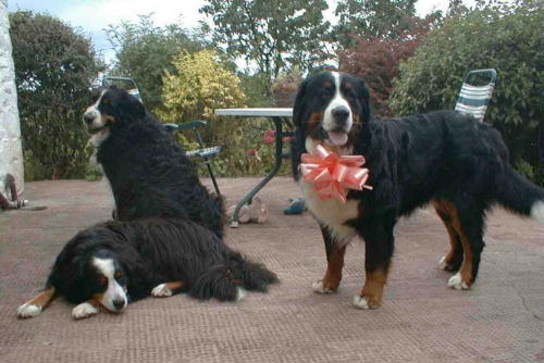 Happy Birthday Berners