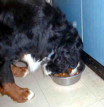 Samson BMD nose down!