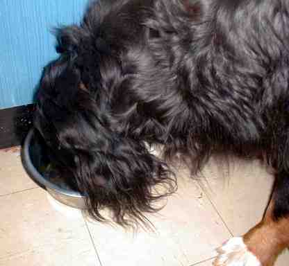 BMD Sunny is always hungry!