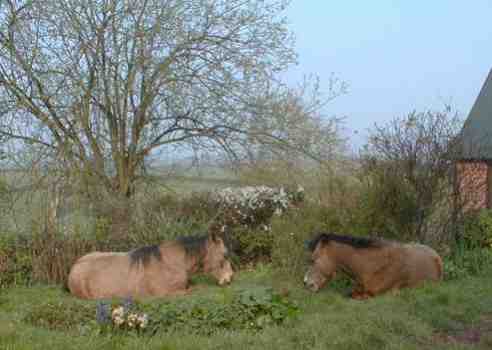 ponies at rest