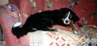 BMD is a couch potato?