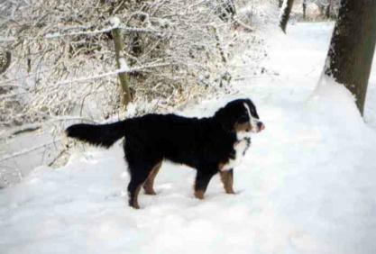 Bernese Mountain Dogs love the snow!