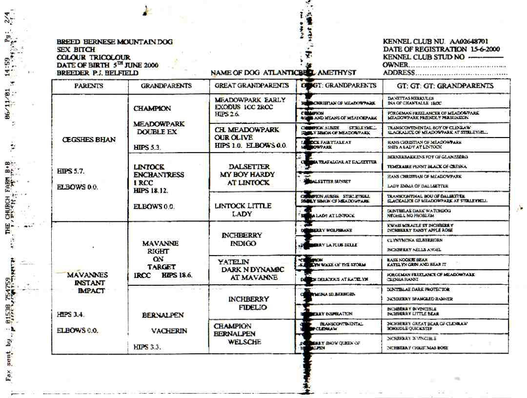 Heidi, Bernese Mountain Dog Pedigree