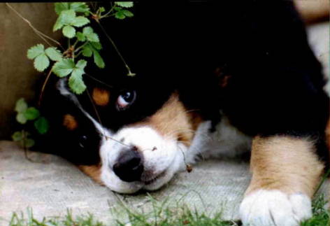 Samson, Bernese Mountain Dog Puppy.