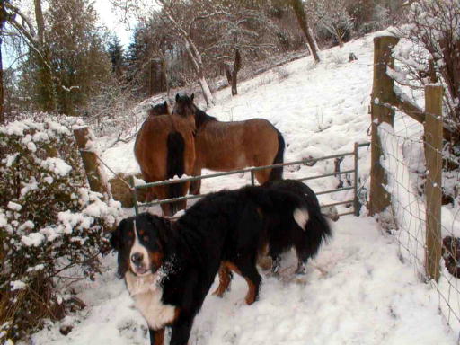 Bernese Mountain Dogs and ponies.