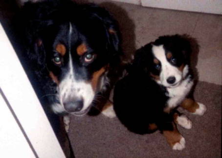 Samson with Sunny, Bernese Mountain dog puppy.