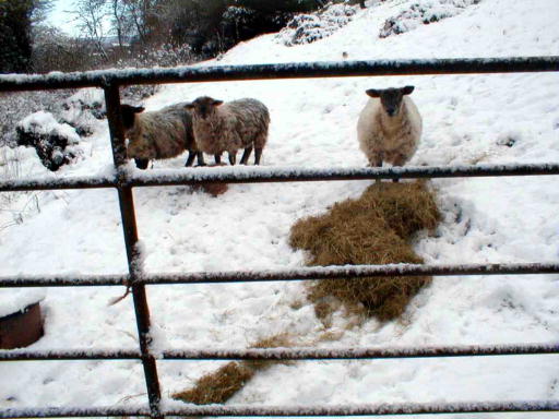 lambs in the snow