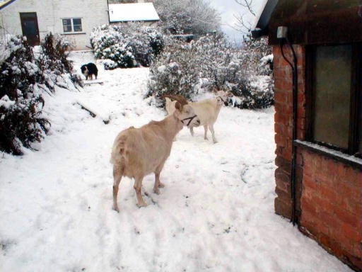 Goats come for a walk?