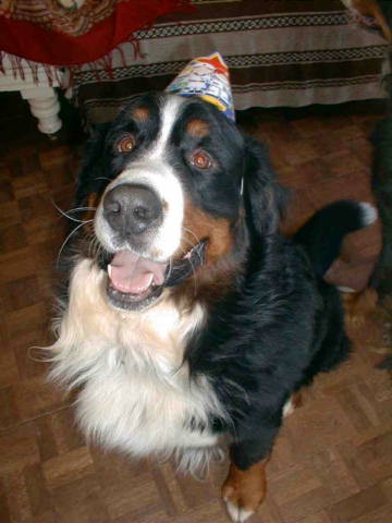 {short description of image}