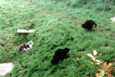 {short description of image}