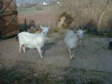 Goats on the yard