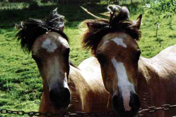 Welsh Mountain Ponies.