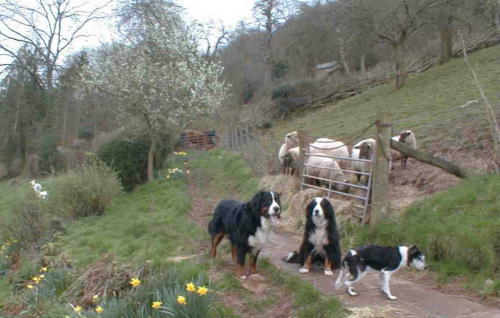 Dogs, sheep, ponies and goats. Where's the cats?