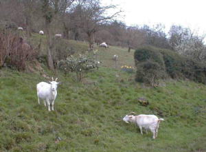Happy goats have some grass!