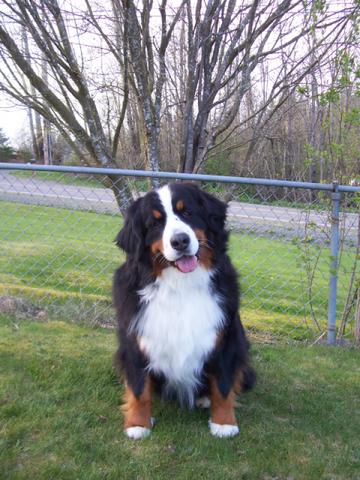 {short description of image}