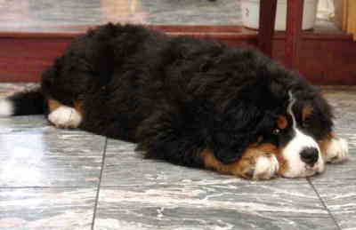 {short description of image}