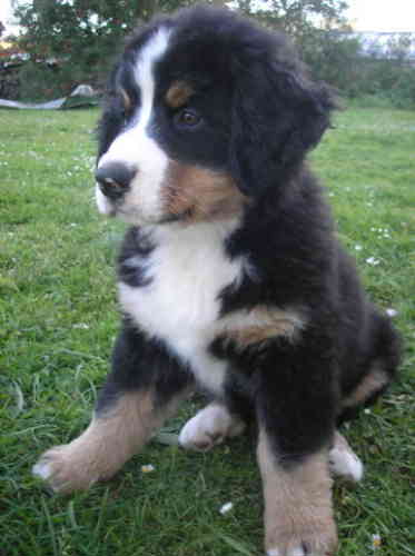 Berner Puppy