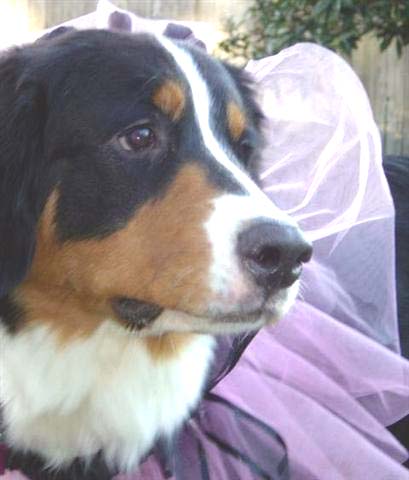 {short description of image}