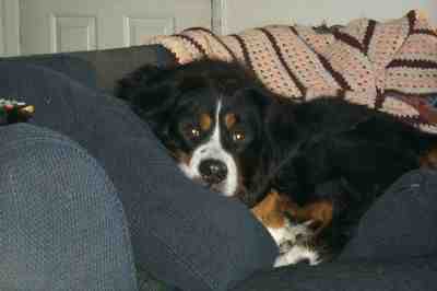 {short description of image}