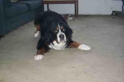 {short description of image}