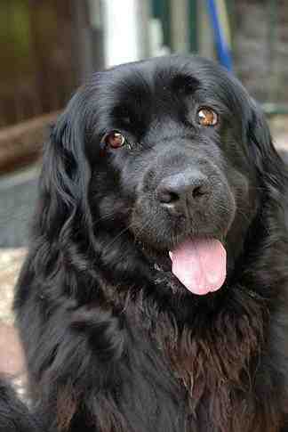 {short description of image}