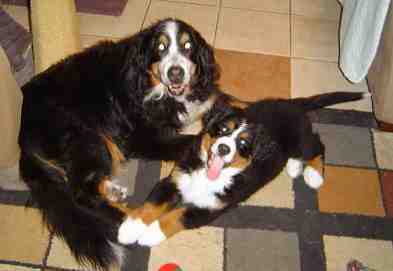 {short description of image}