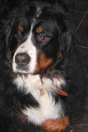 {short description of image}