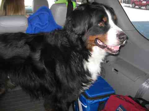 {short description of image}