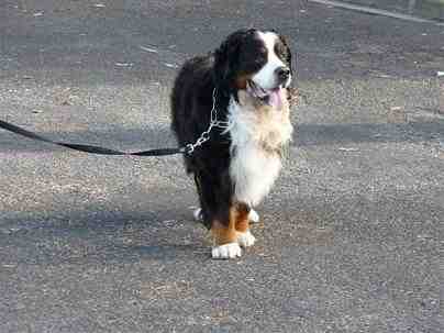 {short description of image}