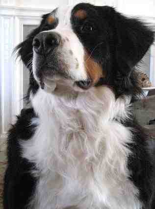 {short description of image}