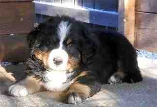 {short description of image}