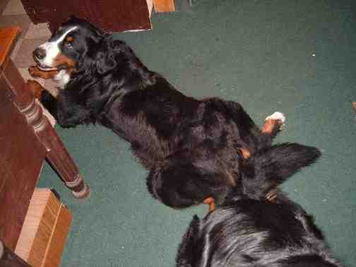 {short description of image}