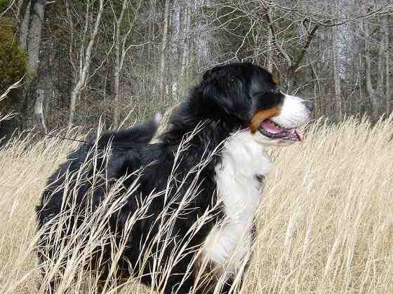 {short description of image}