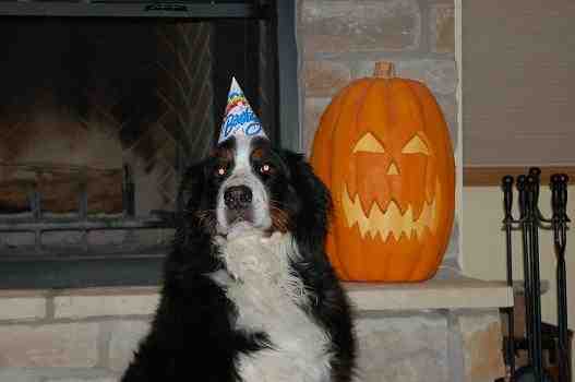 {short description of image}