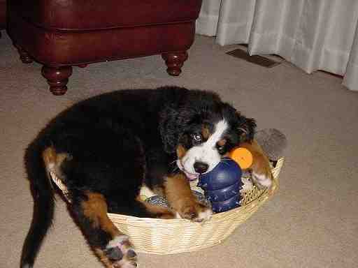 {short description of image}