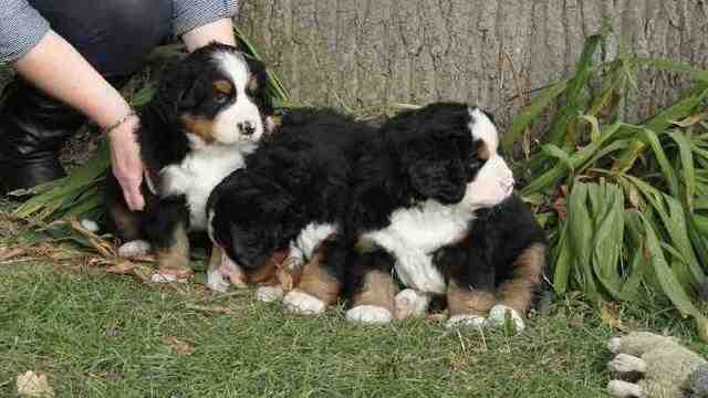 {short description of image}