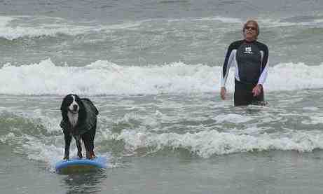 {short description of image}