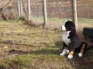 {short description of image}