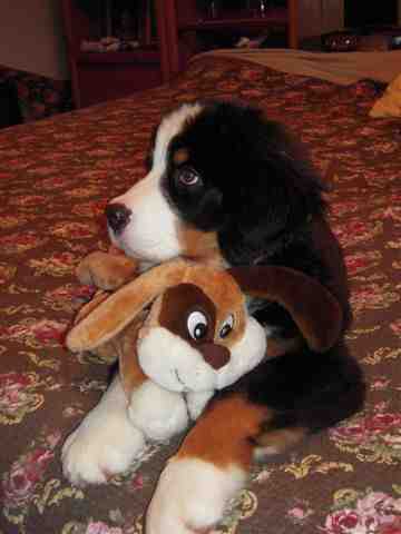 {short description of image}