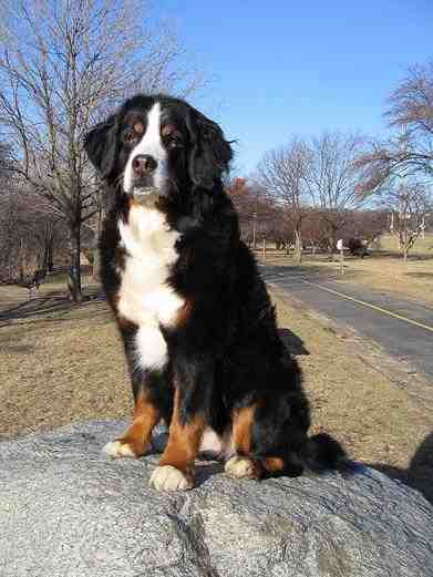 {short description of image}