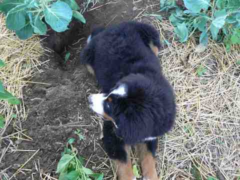 {short description of image}