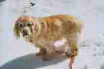 {short description of image}