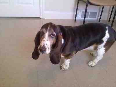 {short description of image}